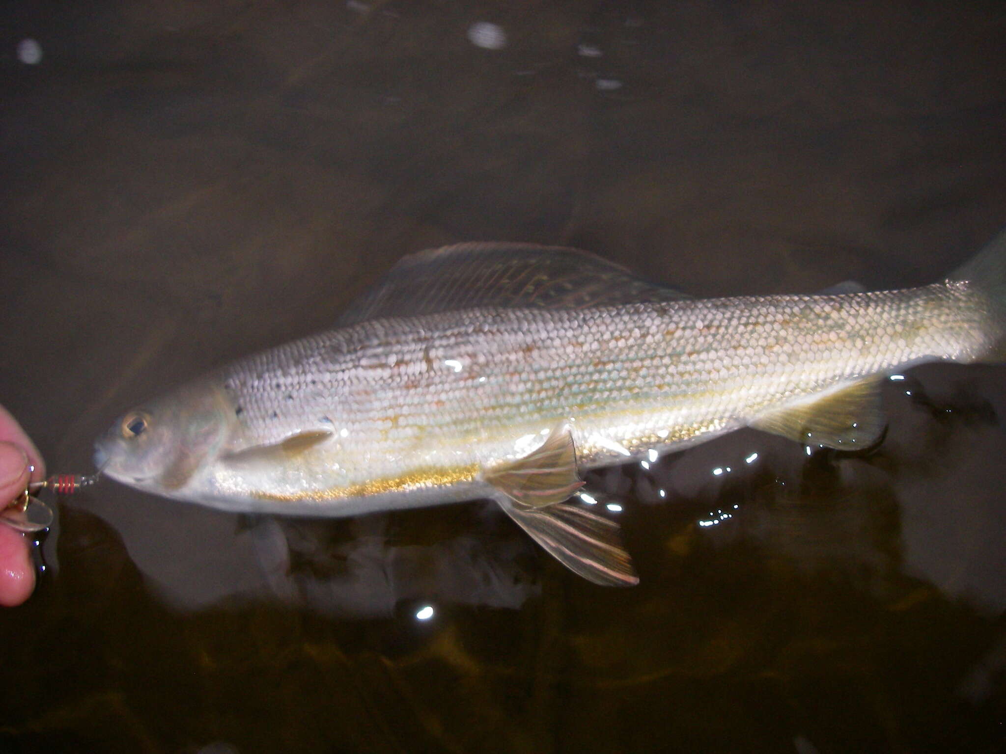 Image of grayling