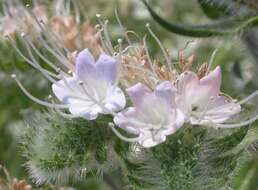 Image of Italian viper's bugloss