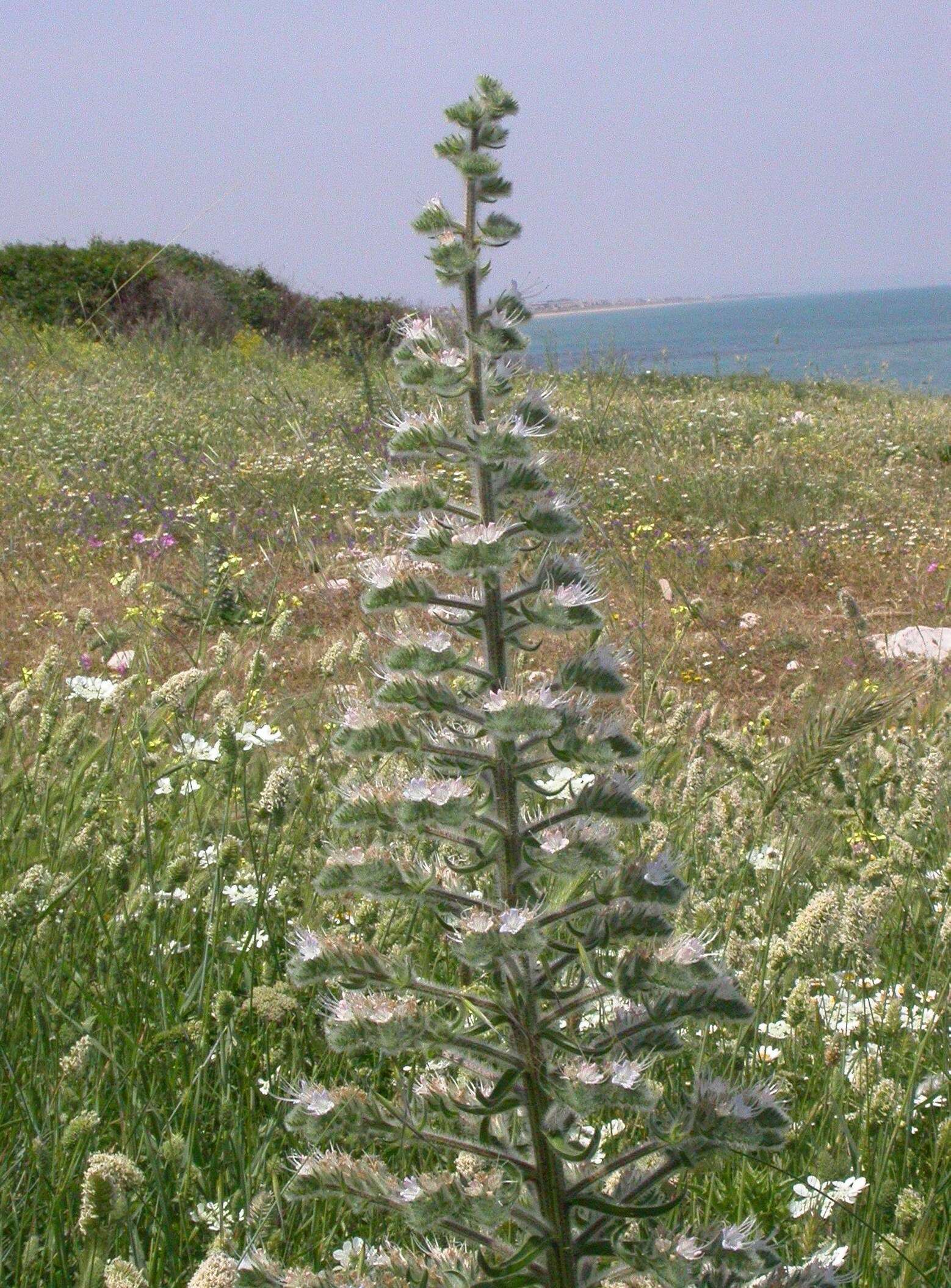 Echium italicum L.的圖片