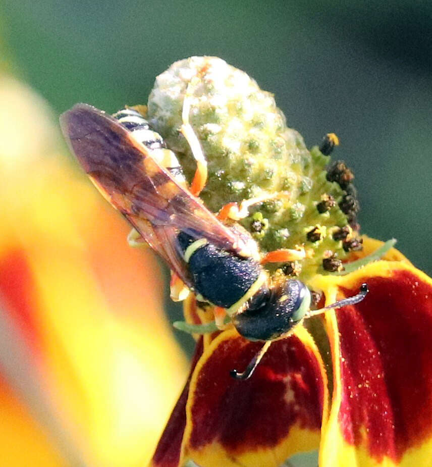 Philanthus ventilabris Fabricius 1798的圖片