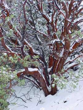 Image of bigberry manzanita