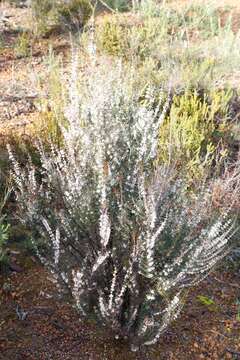 Image of Hypocalymma angustifolium Schau.