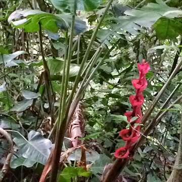 Image of Heliconia bourgaeana Petersen