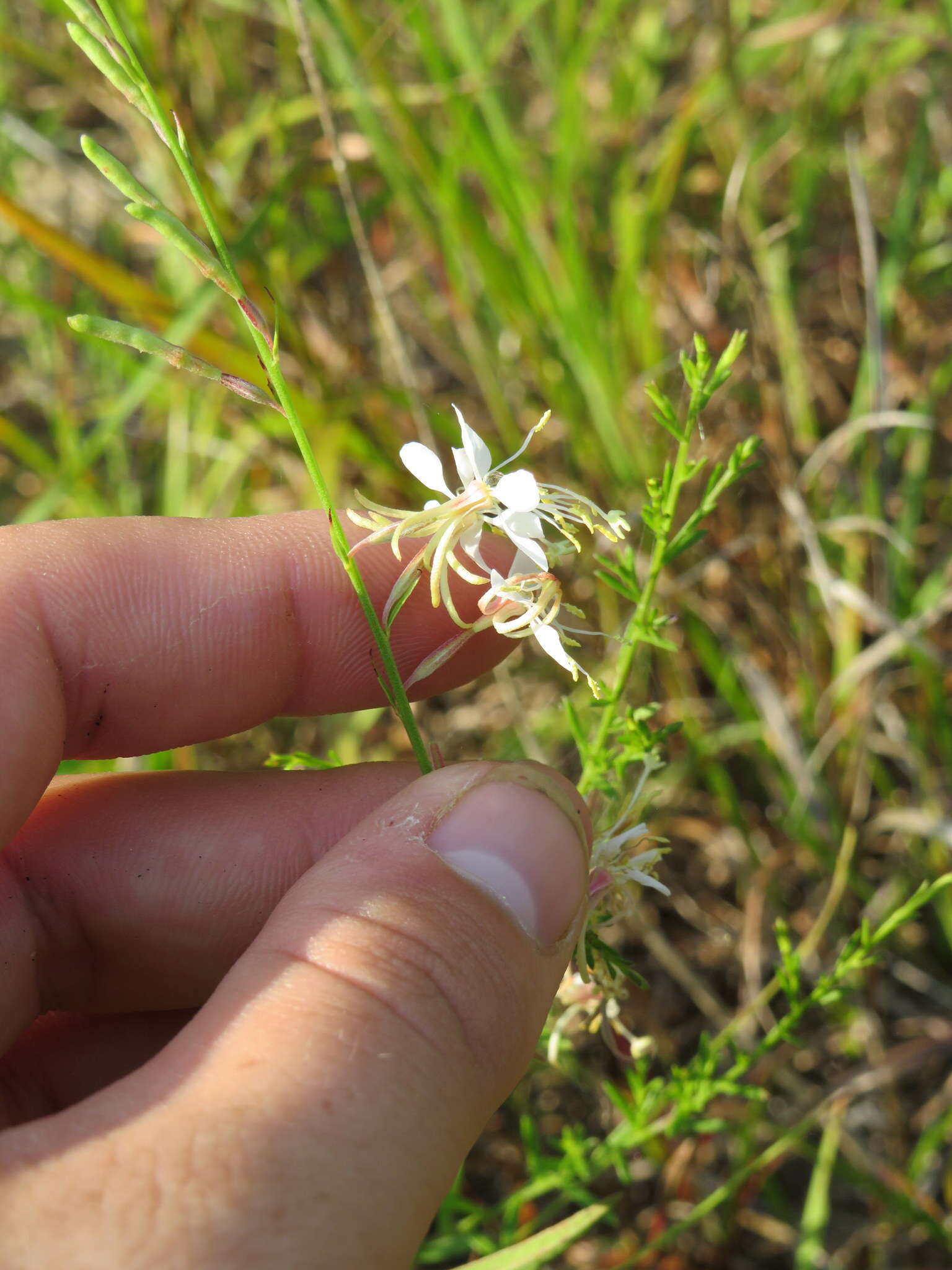 Oenothera filipes (Spach) W. L. Wagner & Hoch resmi