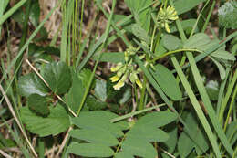 Plancia ëd Astragalus americanus (Hook.) M. E. Jones