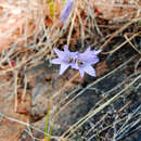 Image of Dierama trichorhizum (Baker) N. E. Br.