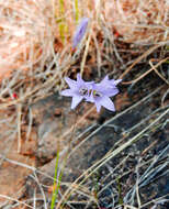 Image of Dierama trichorhizum (Baker) N. E. Br.