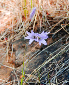 Image of Dierama trichorhizum (Baker) N. E. Br.