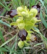 Image of ophrys