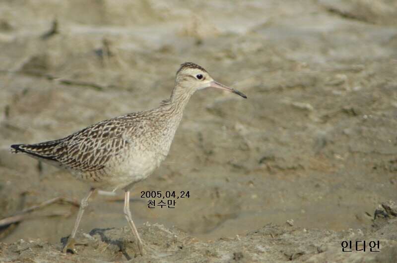 Image of Little Curlew