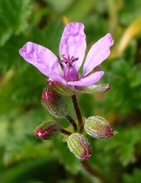 Image of Common Stork's-bill