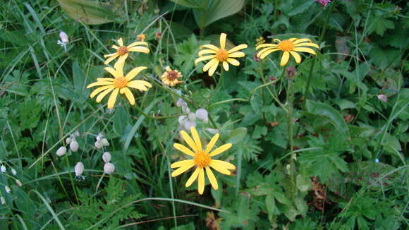 Image of Senecio kolenatianus C. A. Mey.