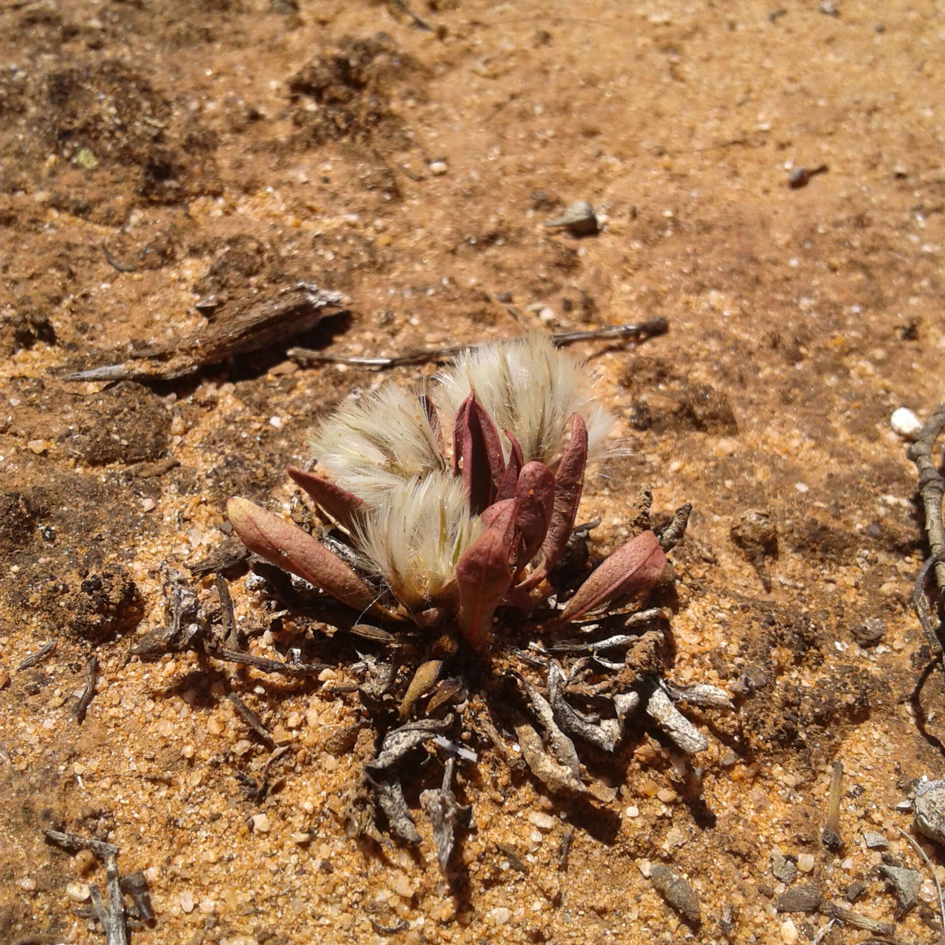 Image of Ptilotus seminudus (J. M. Black) J. M. Black