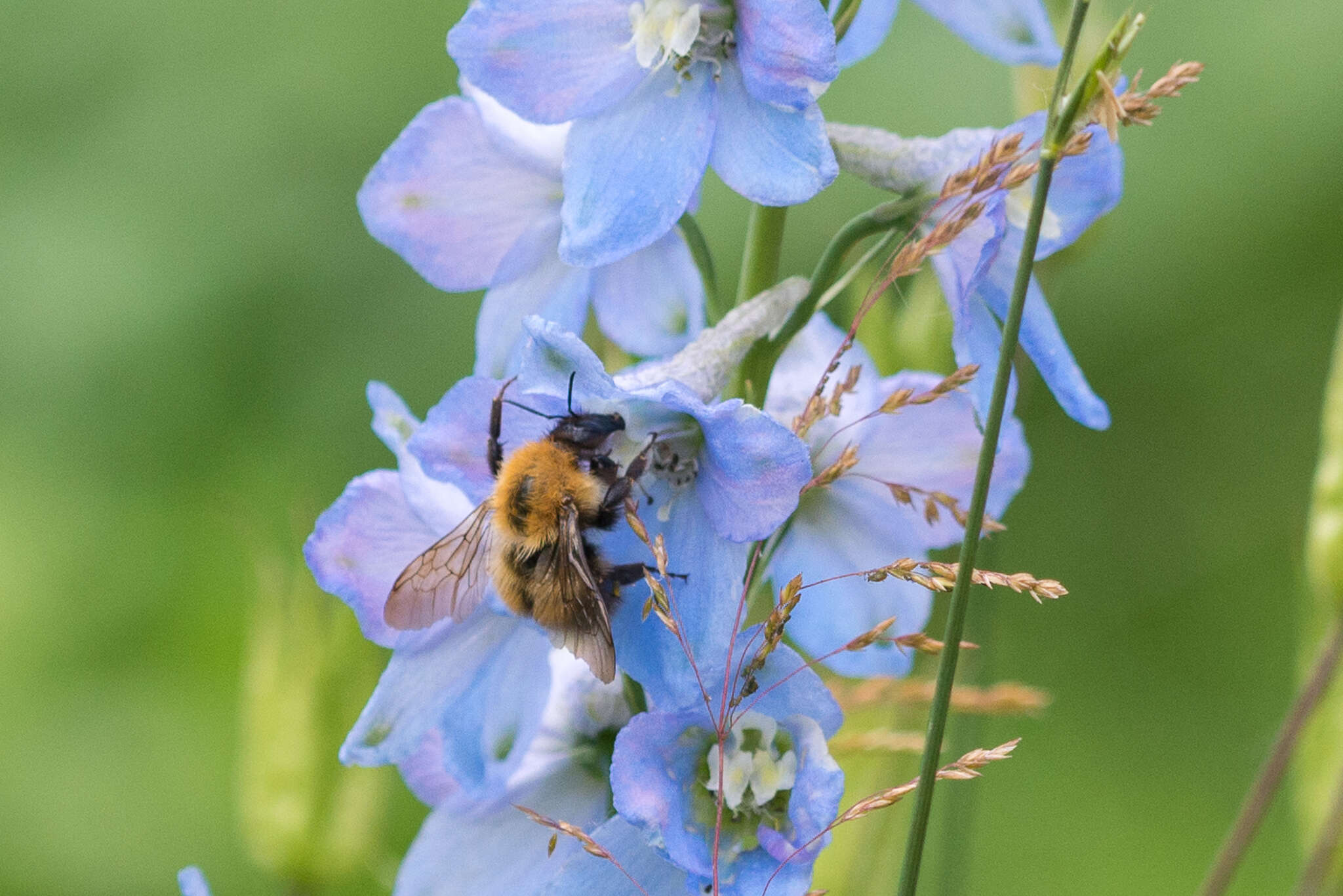 Слика од Bombus consobrinus Dahlbom 1832