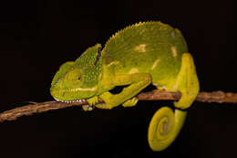 Image of Asian Chameleon