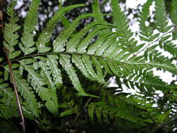 Polystichum drepanum (Sw.) C. Presl resmi