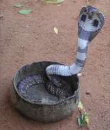 Image of Indian cobra