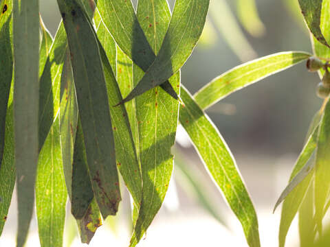 Image of Eucalyptus radiata subsp. radiata