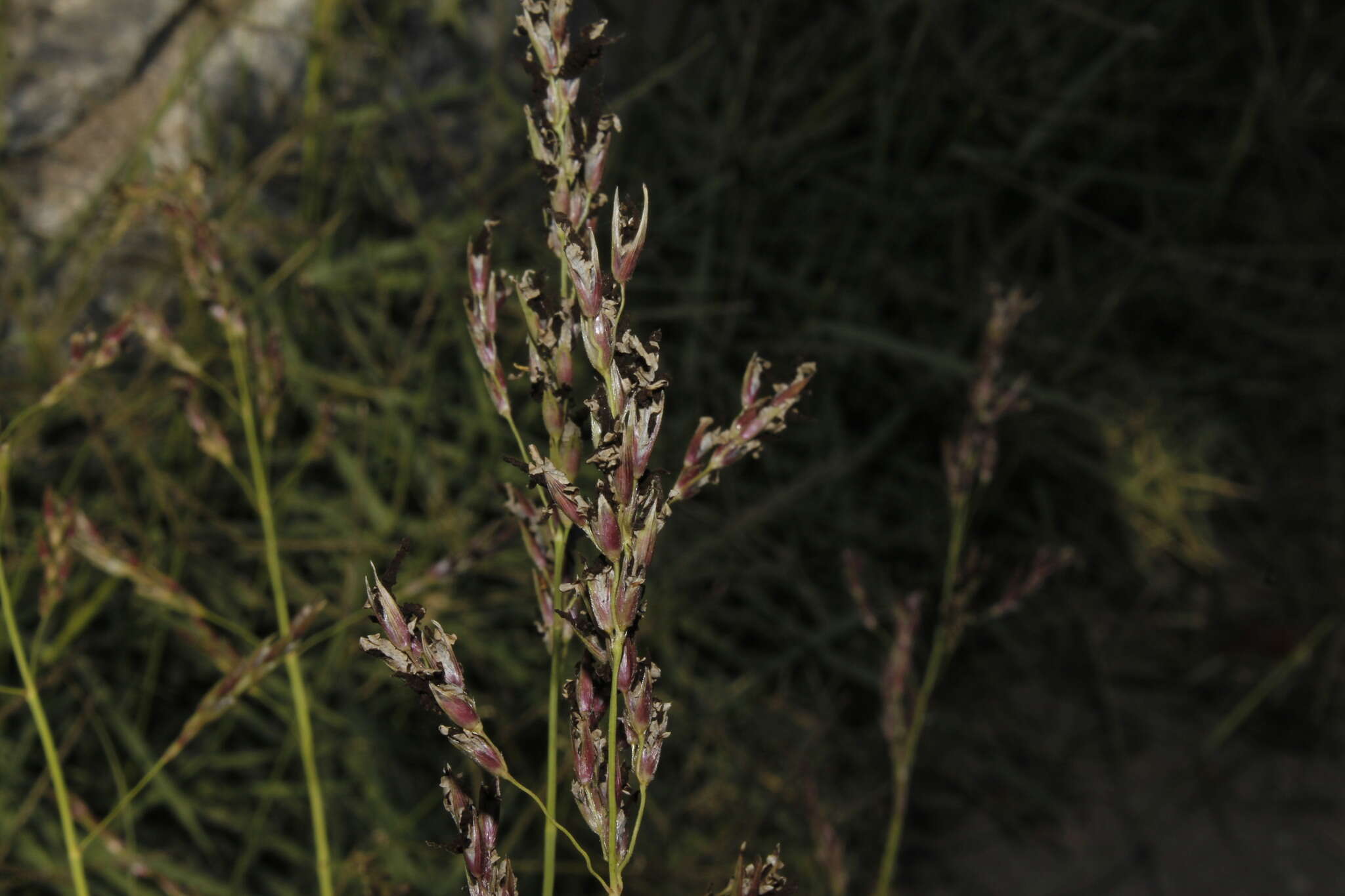 Plancia ëd Sporisorium cruentum (J. G. Kühn) Vánky 1985