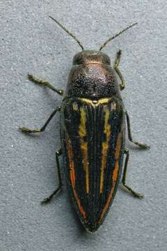 Image of Lined Buprestris