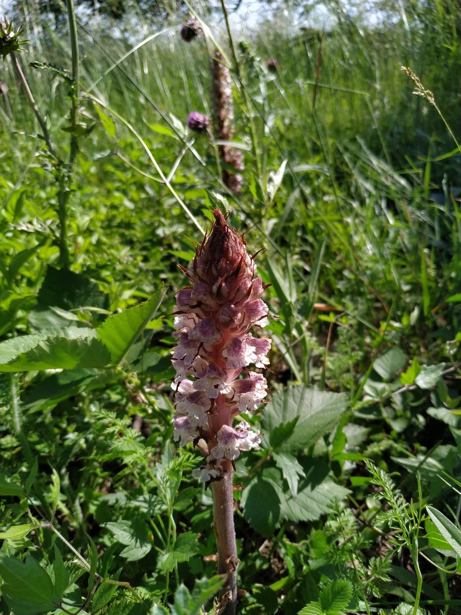 Imagem de Orobanche reticulata Wallr.