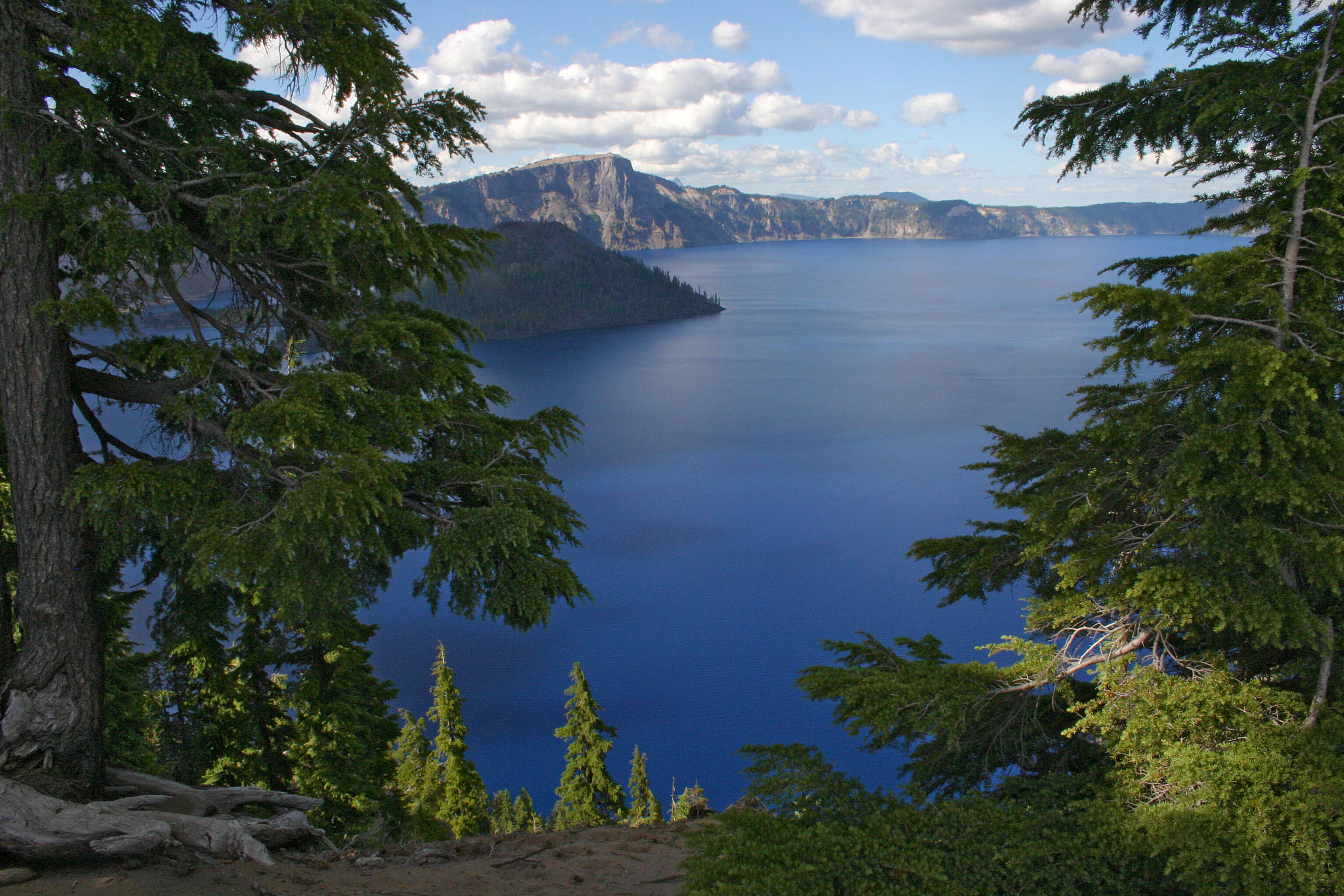 Image of Mountain Hemlock