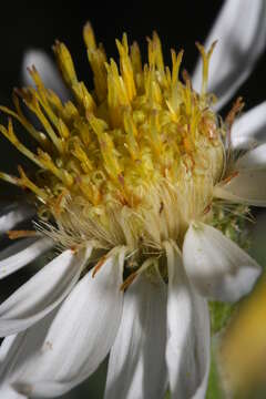 Image of Olympic Mountain aster