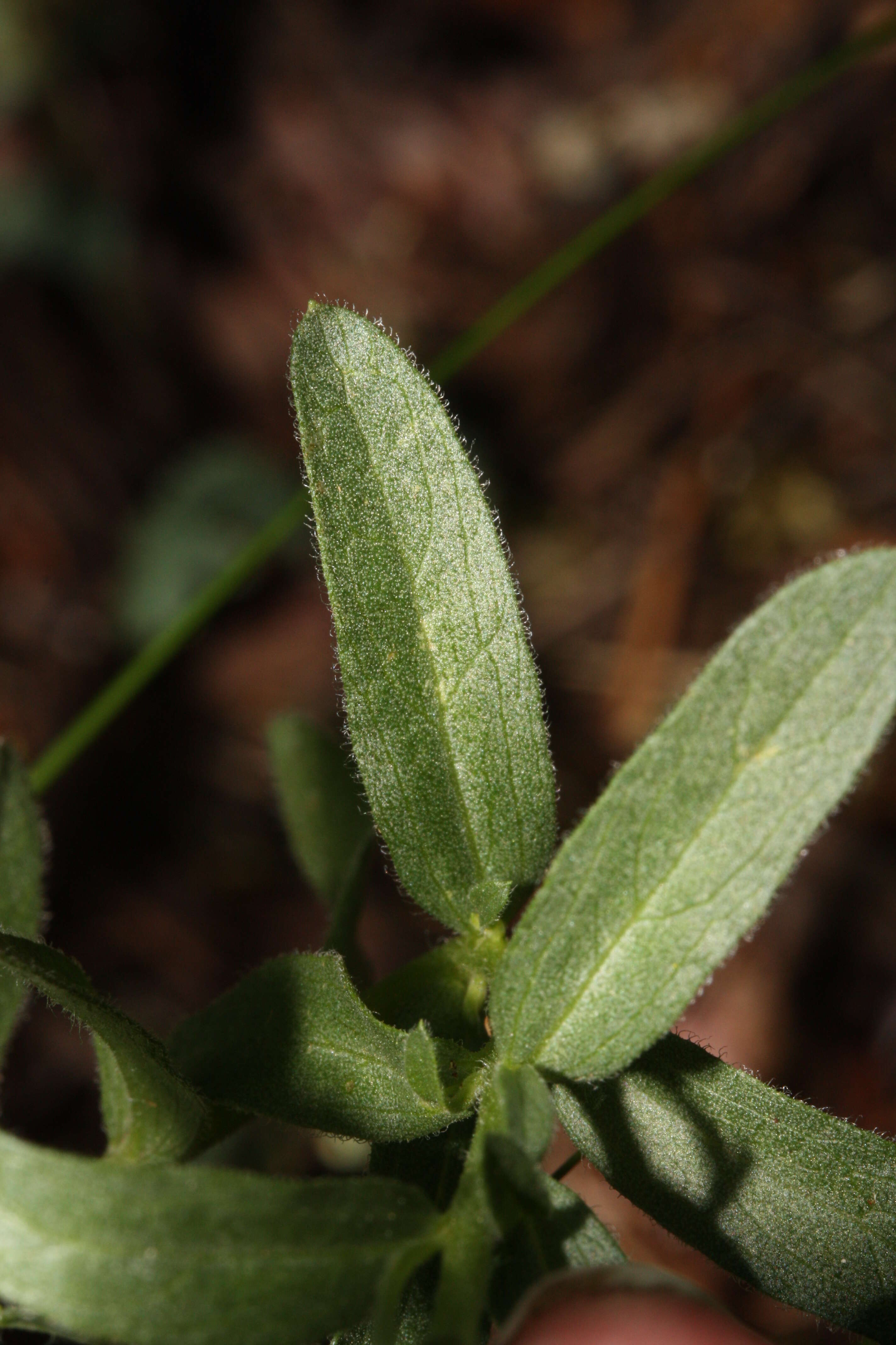 Слика од Eucephalus paucicapitatus (B. L. Rob.) Greene