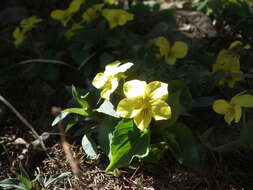 Image de Viola orientalis (Maxim.) W. Beck.