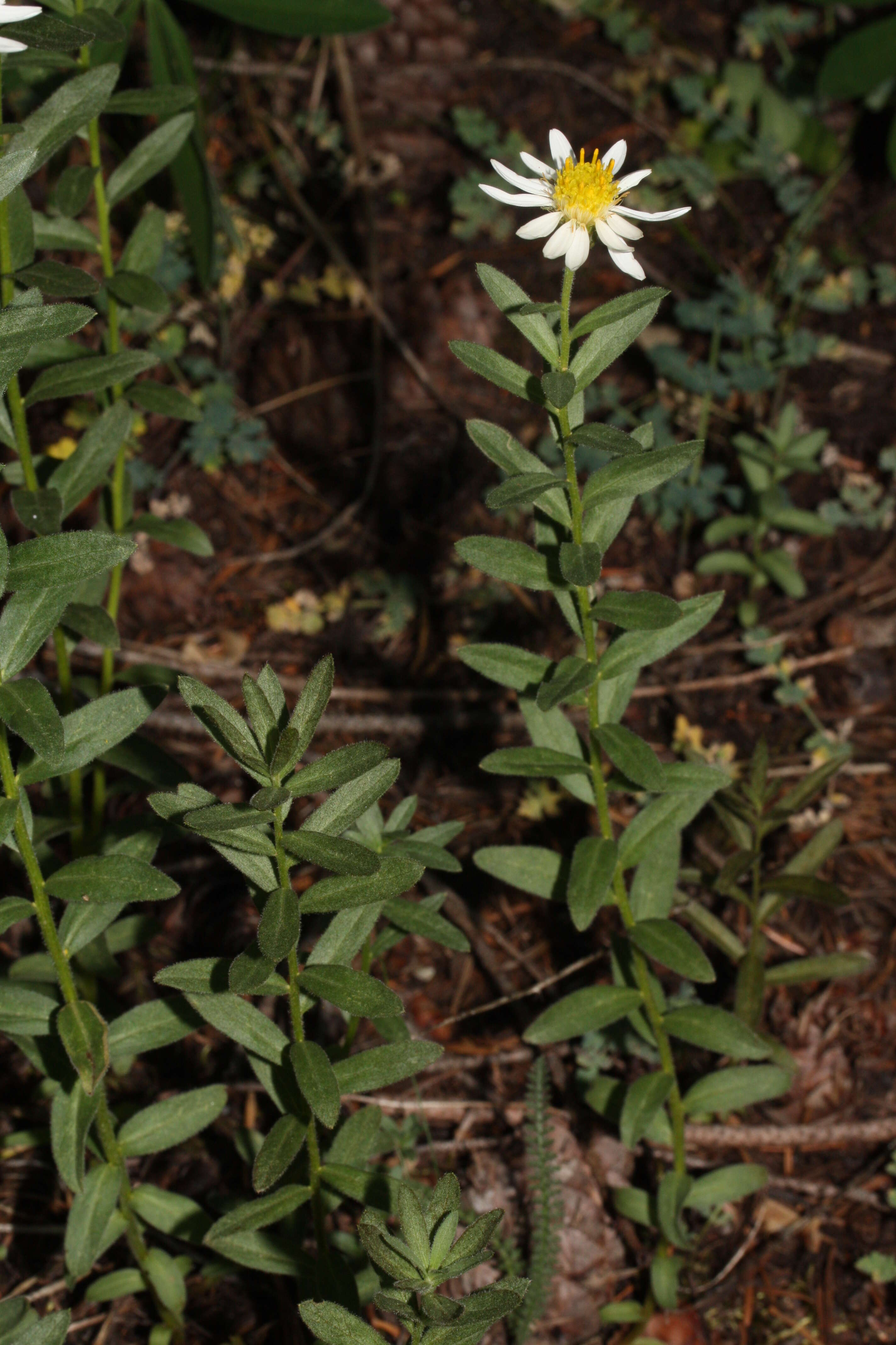 Слика од Eucephalus paucicapitatus (B. L. Rob.) Greene