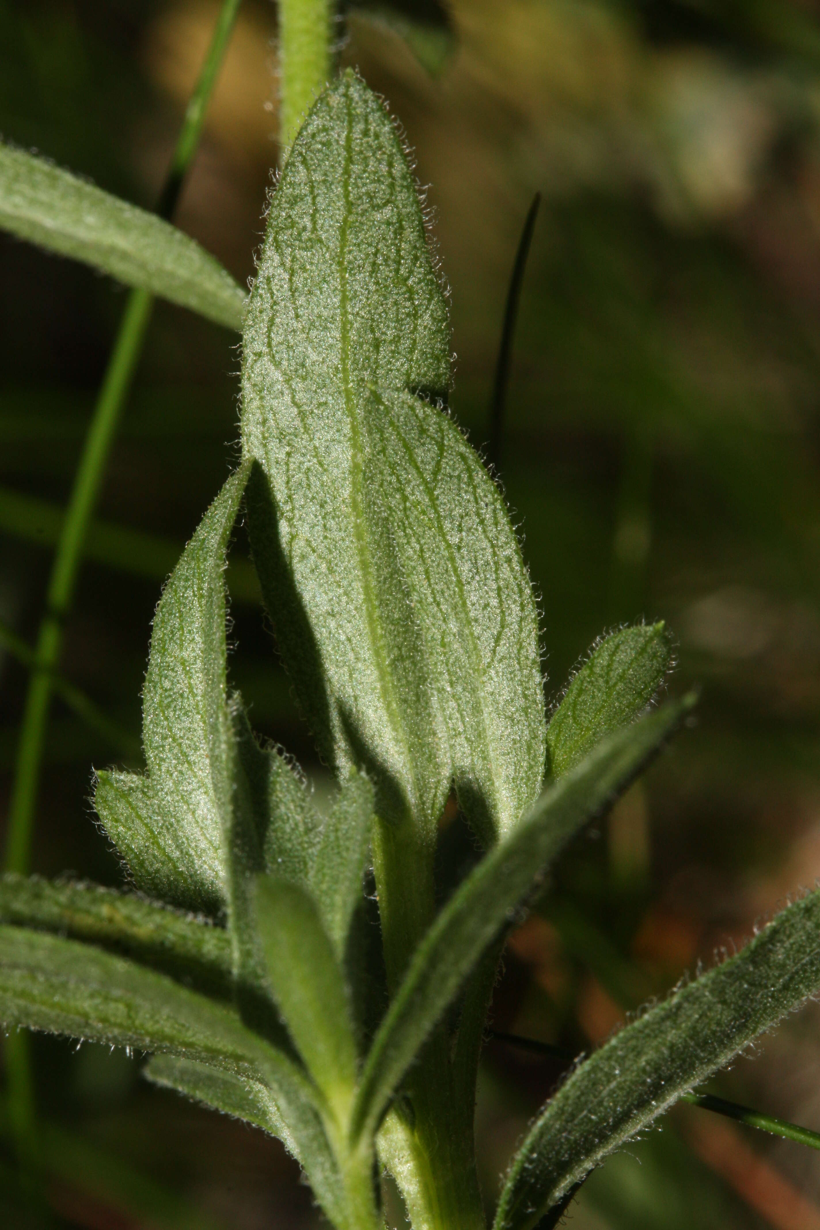 Слика од Eucephalus paucicapitatus (B. L. Rob.) Greene