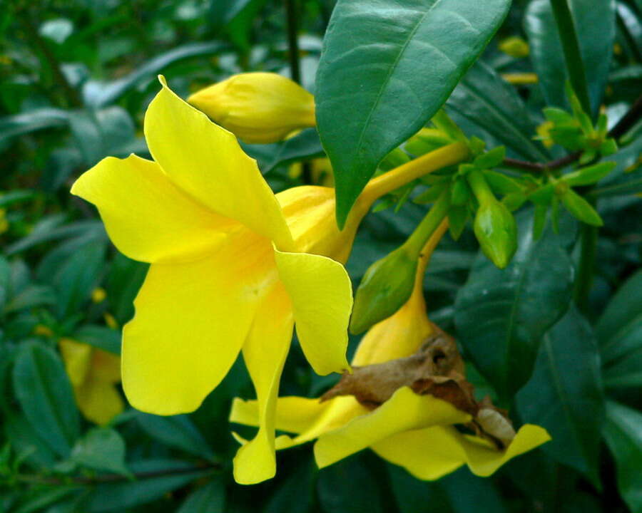 Image of bush allamanda