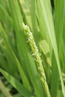 Image of rice