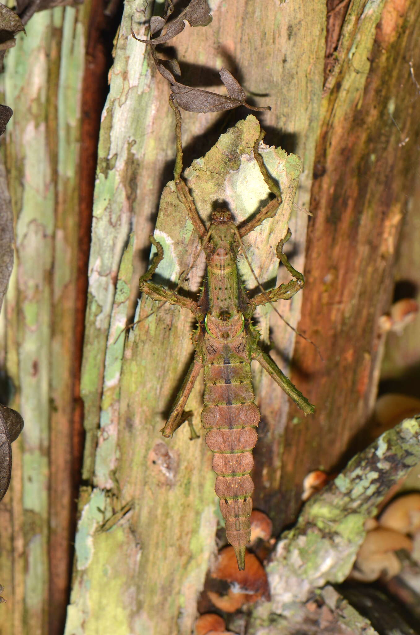 Image of Haaniella azlini Seow-Choen 2018