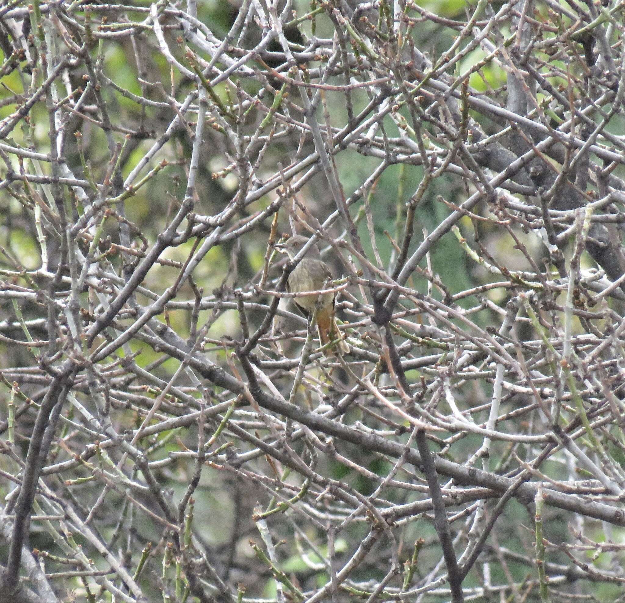 Image of Rufous-tailed Tyrant