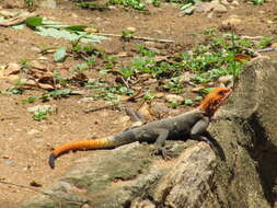 صورة Agama lionotus Boulenger 1896