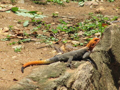 Image of Kenya Rock Agama