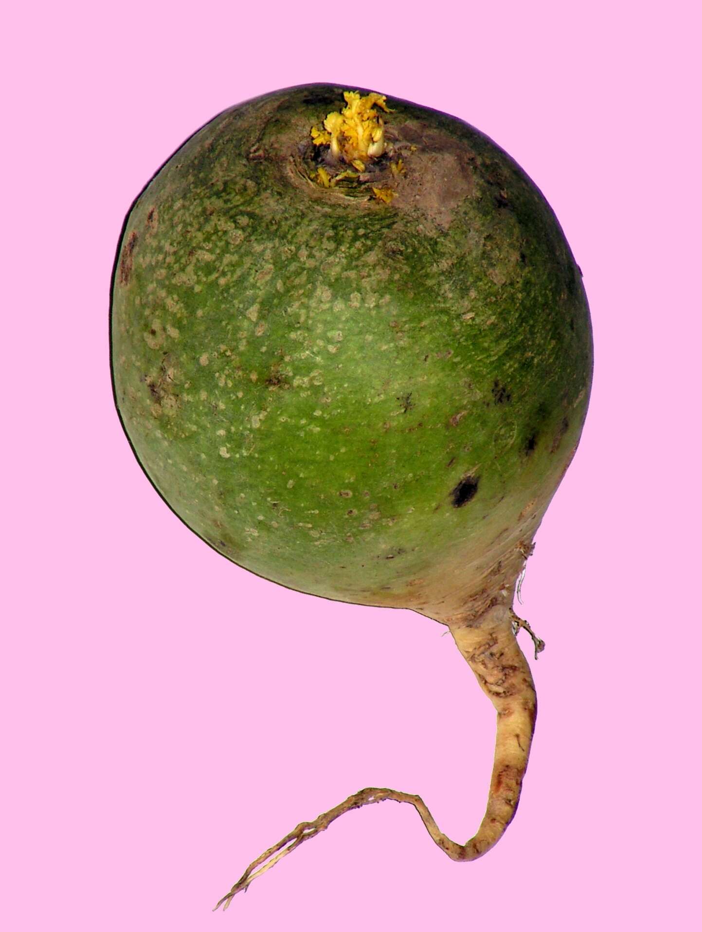 Image of cultivated radish