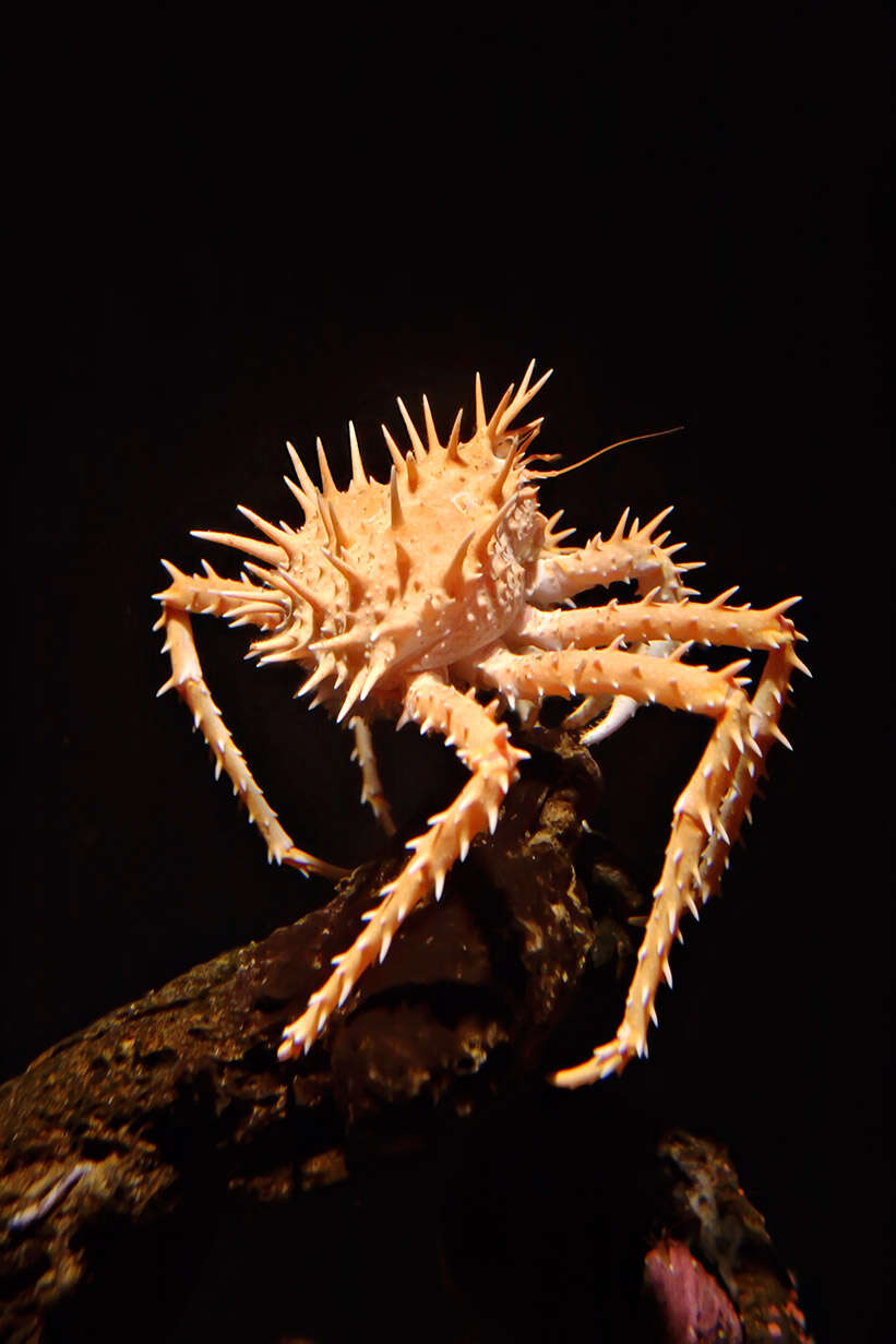 Image of California king crab