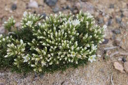 Image of Hooker's sandwort