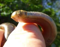 Image of Zambezi Blind Snake