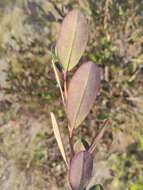 Image of Eliea articulata (Lam.) Cambess.