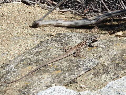 Image of Tiger Whiptail