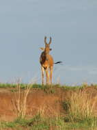 Image of Hartebeest