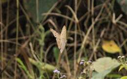 Image of Grey Pansy Butterfly