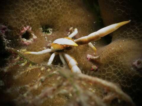 Image of Allogalathea babai Cabezas, Macpherson & Machordom 2011