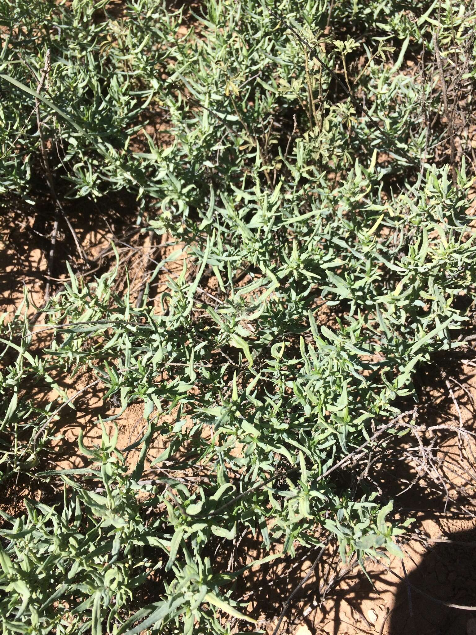 Image of Texas blueweed