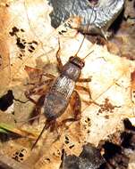 Image of Spotted Ground Cricket