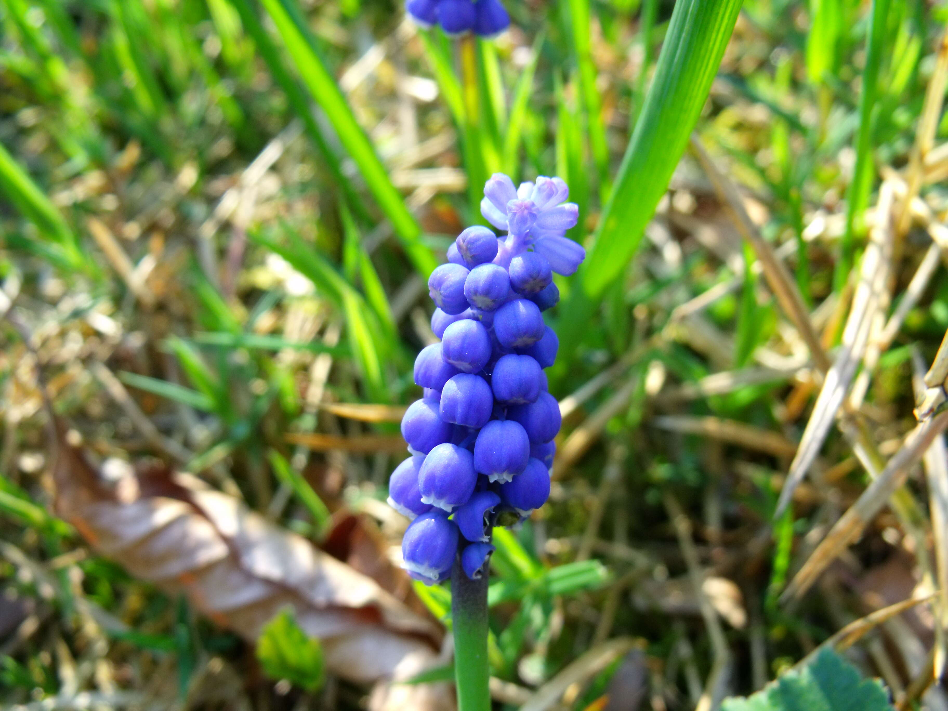 Image of Armenian grape hyacinth