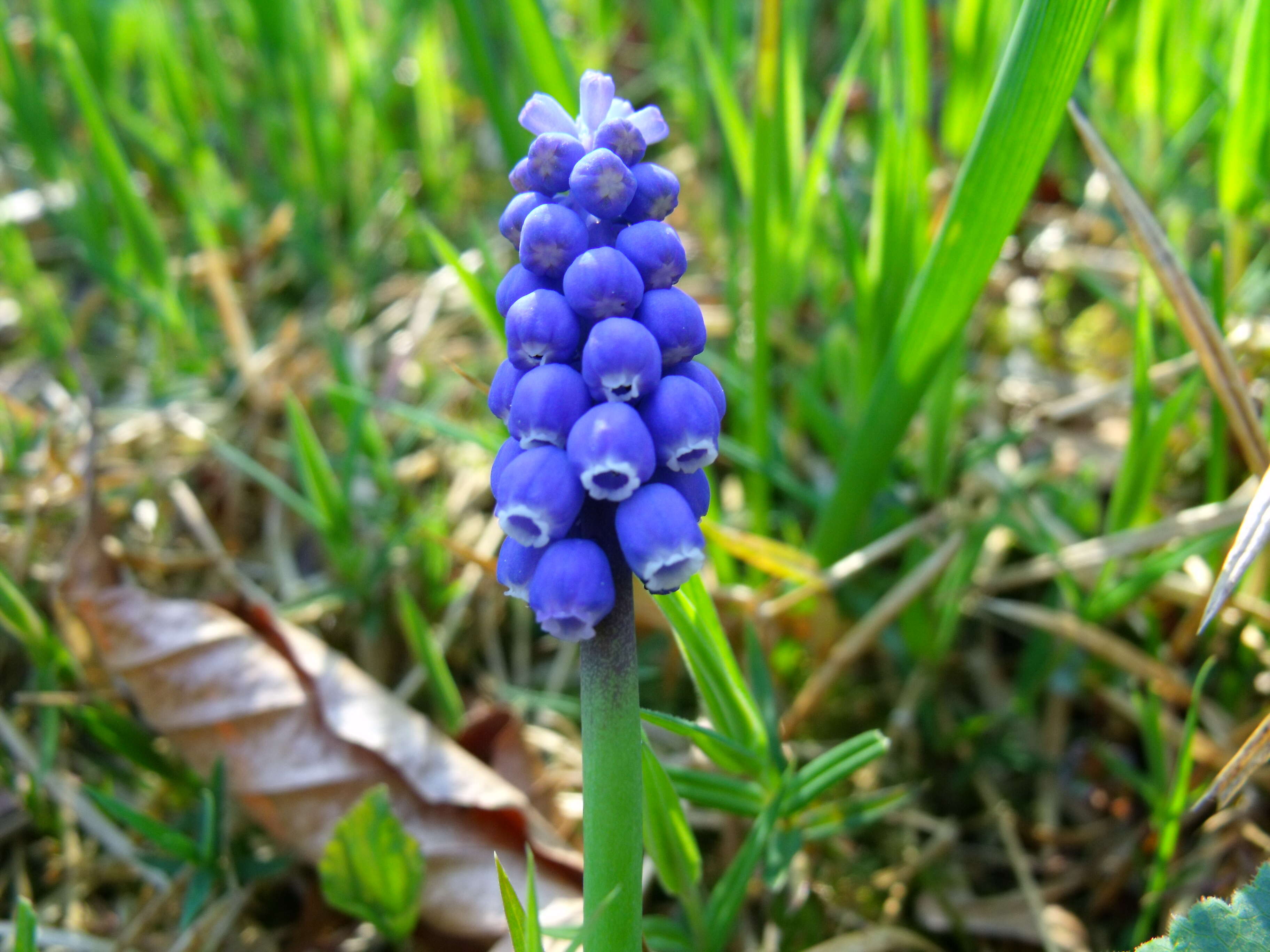 Image of Armenian grape hyacinth